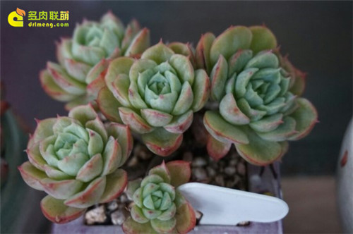 酸橙辣椒 Echeveria Lime & Chili