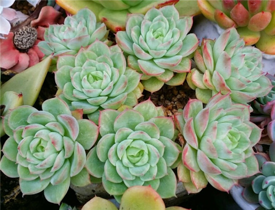 酸橙辣椒 Echeveria Lime & Chili