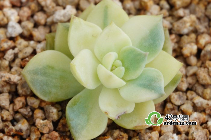 多肉植物图片 多肉联萌 多肉植物图片 多肉联萌