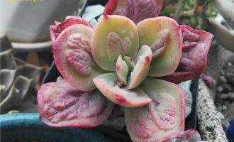 狂野男爵 Echeveria Baron Bold