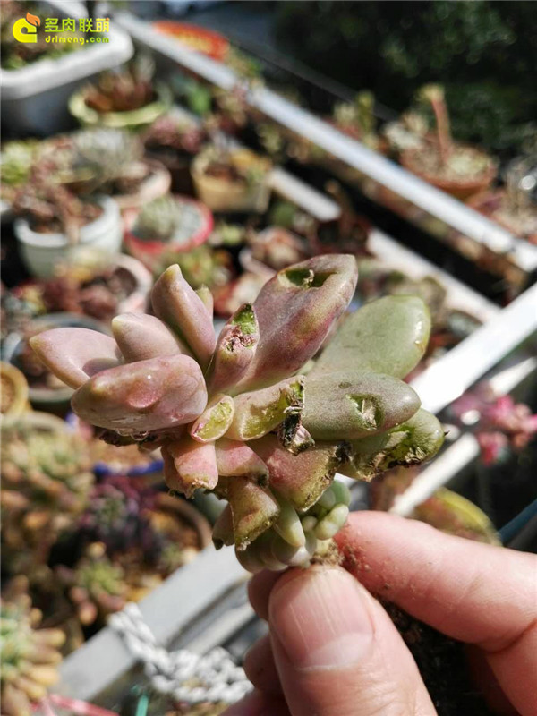 被鸟啄伤的多肉植物