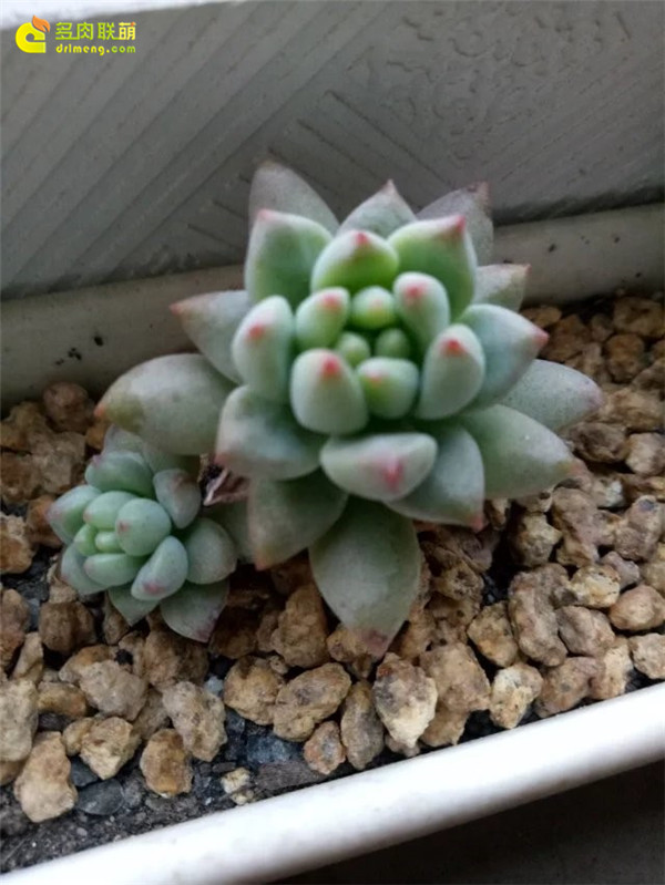 多肉的陪伴是最长情的告白