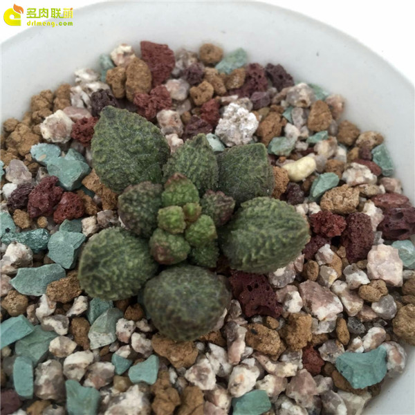 翠绿石—水泡品种
