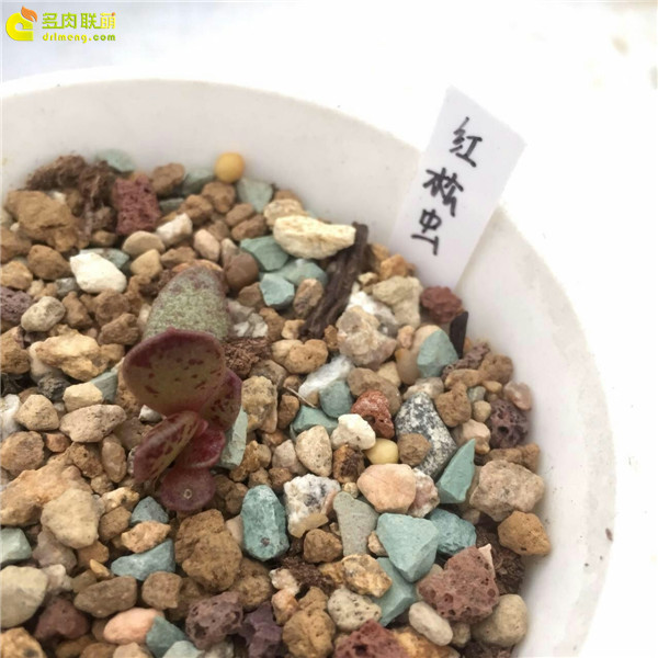 红松虫—水泡品种