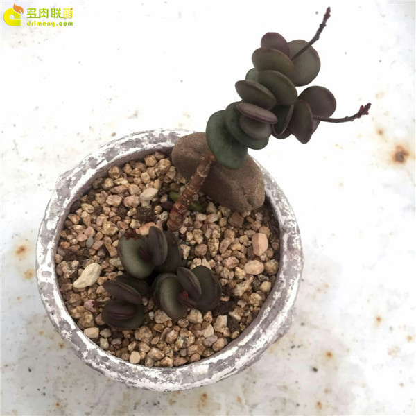 铜锣烧—水泡品种