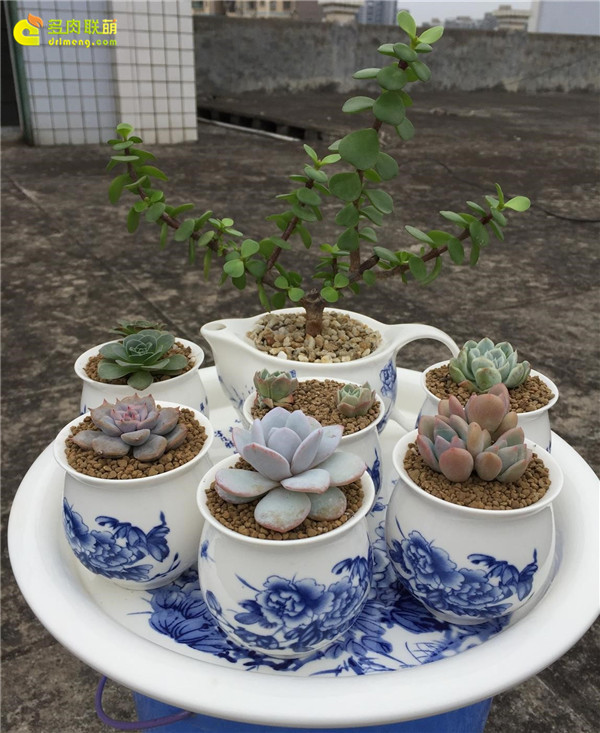 茶具中的多肉