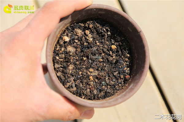 玉露养护的土壤。