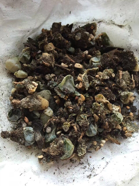 为多肉着迷的历程