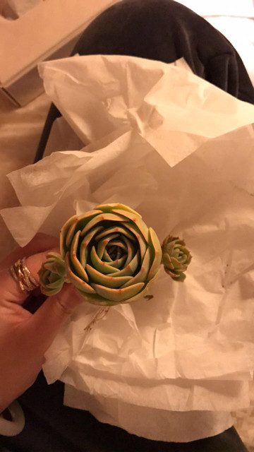 为多肉着迷的历程