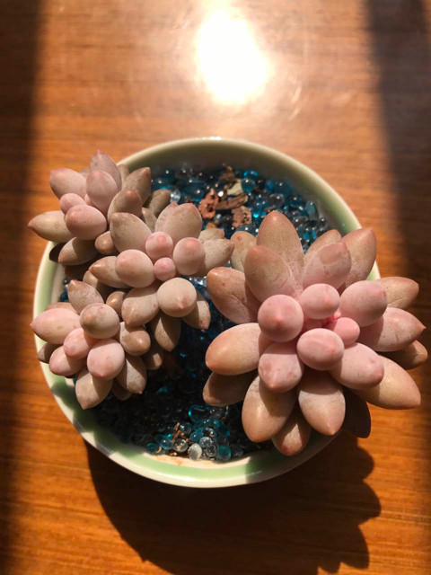 为多肉着迷的历程