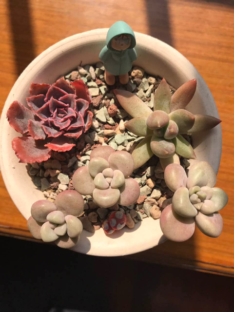 为多肉着迷的历程