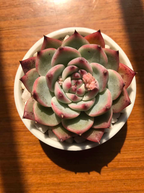 为多肉着迷的历程