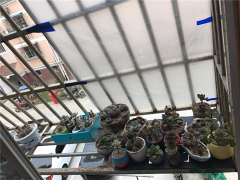 为多肉着迷的历程