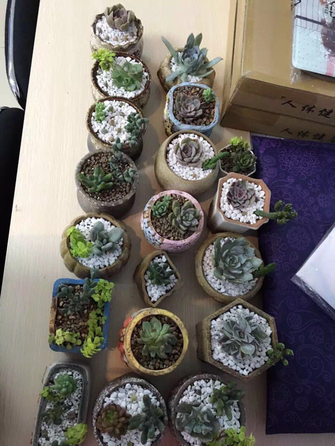 为多肉着迷的历程