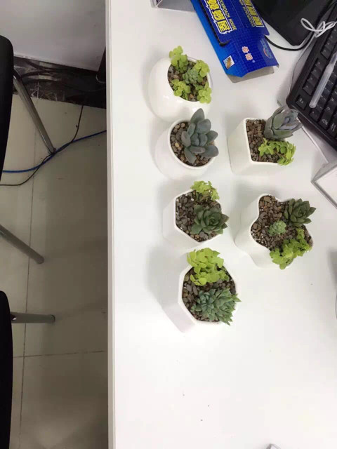 为多肉着迷的历程