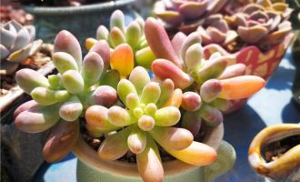 夏天爱掉叶子的乙女心