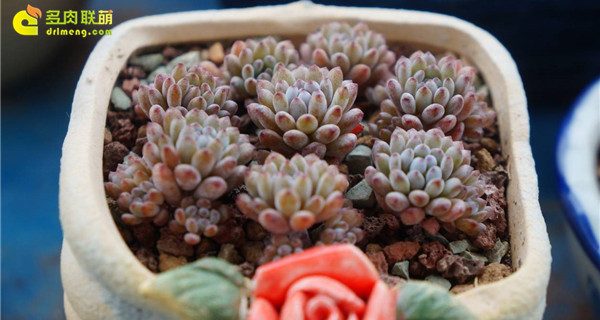 风车草属简介及特征 多肉联萌