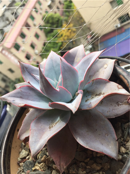 成都，多肉植物的冬天和春天