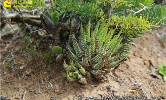 松之霜 Haworthia radula