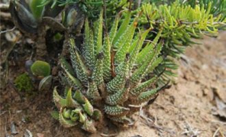 松之雪 Haworthia attenuata