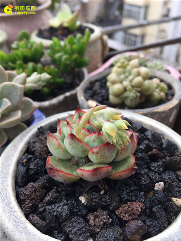 湖北襄阳露养的多肉植物