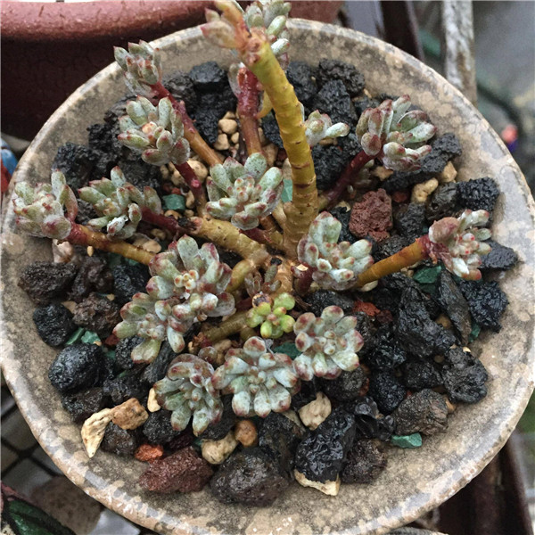 湖北襄阳露养的多肉植物