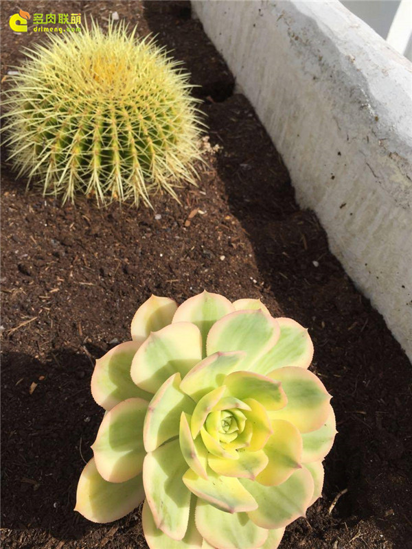 湖北襄阳露养的多肉植物