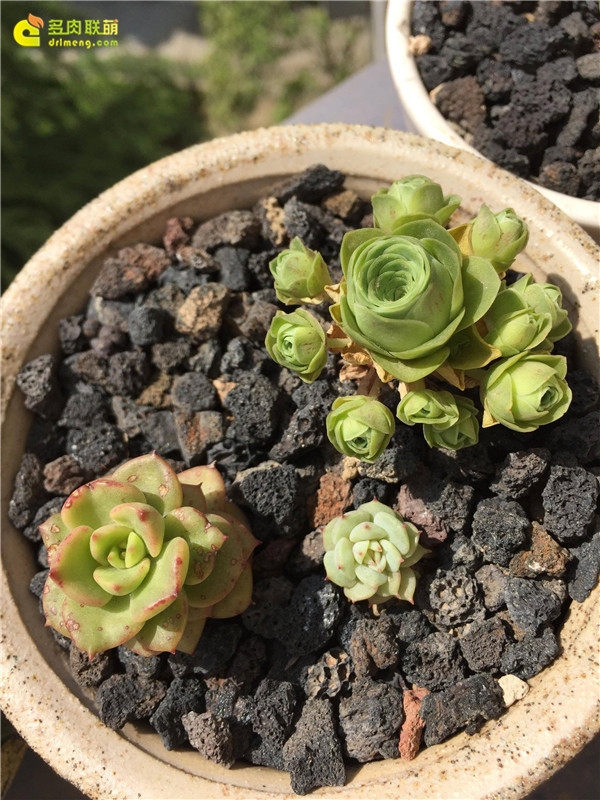 湖北襄阳露养的多肉植物