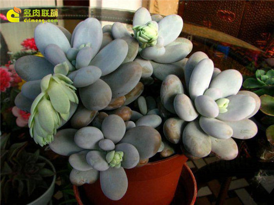 厚叶草属的鸡蛋美人