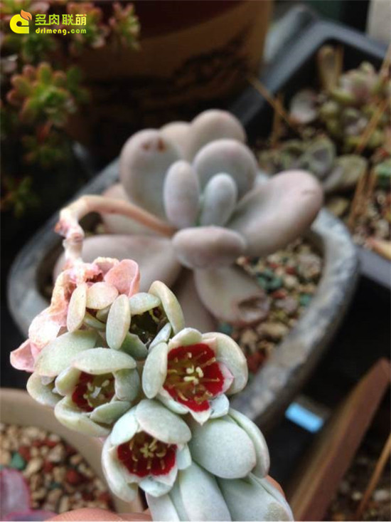 厚叶草属的红粉知己（橙雪球）的花