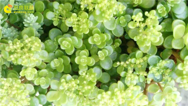 多肉植物草的故事