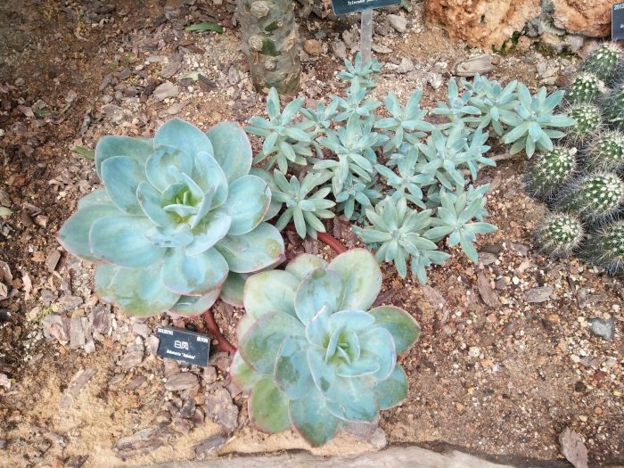 上海辰山植物园里的多肉植物