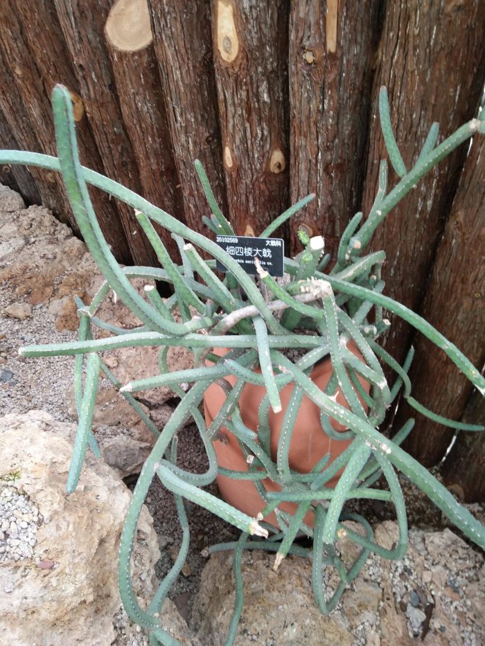 上海辰山植物园里的多肉植物