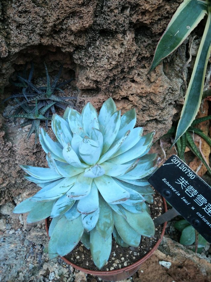 上海辰山植物园里的多肉植物