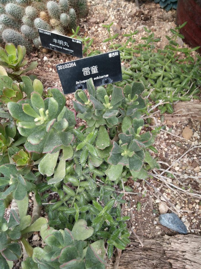 上海辰山植物园里的多肉植物