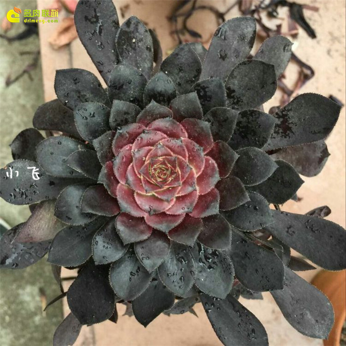 黑铜壶法师