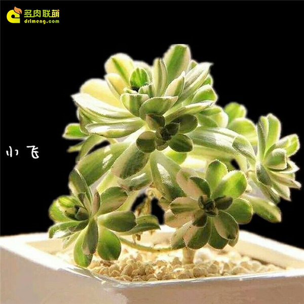 爱染锦