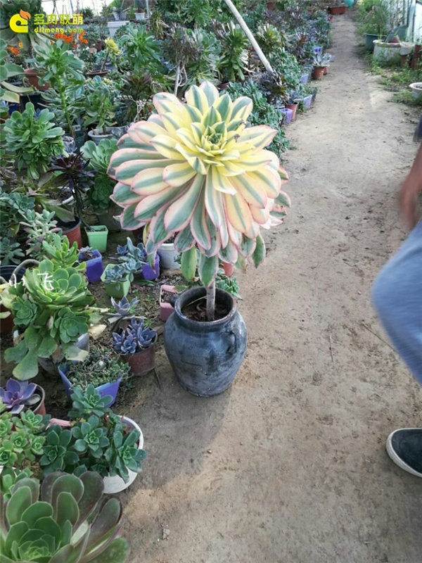 灿烂