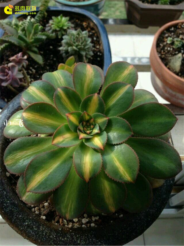 黄中斑，也叫中斑莲花掌