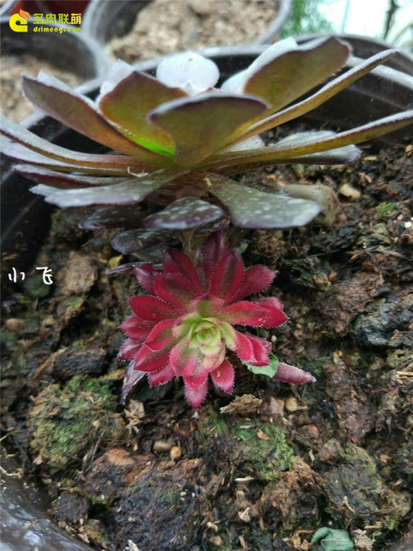 红覆轮锦返祖