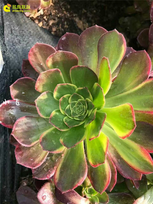 万圣节锦