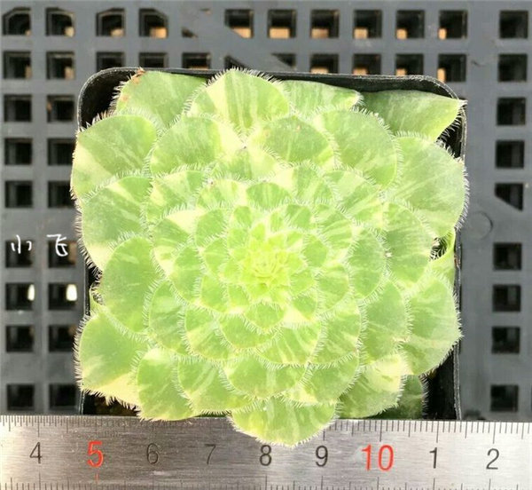 明镜锦