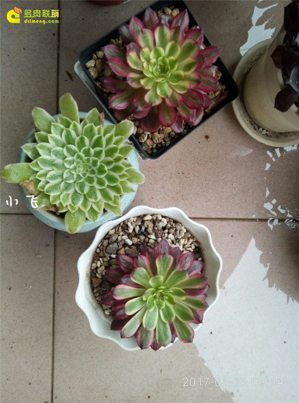 翡翠冰和红覆轮