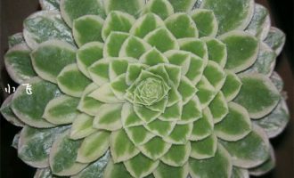 法师三仙之翡翠冰的前世今生（Aeonium emerald ice）