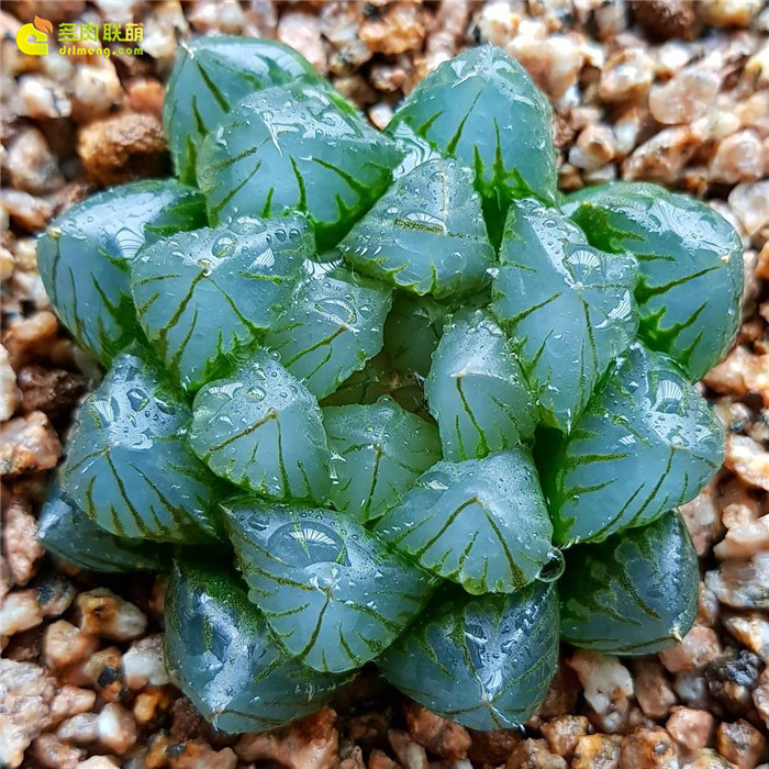 好看的的多肉植物照片