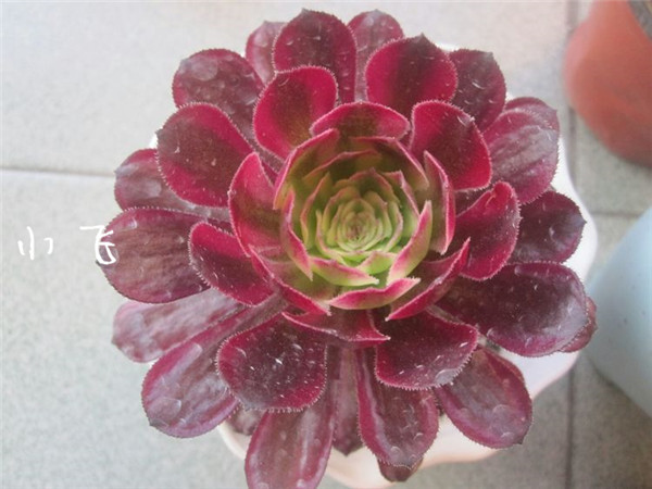 法师红覆轮锦（Aeonium Mardi Gras)的前世今生