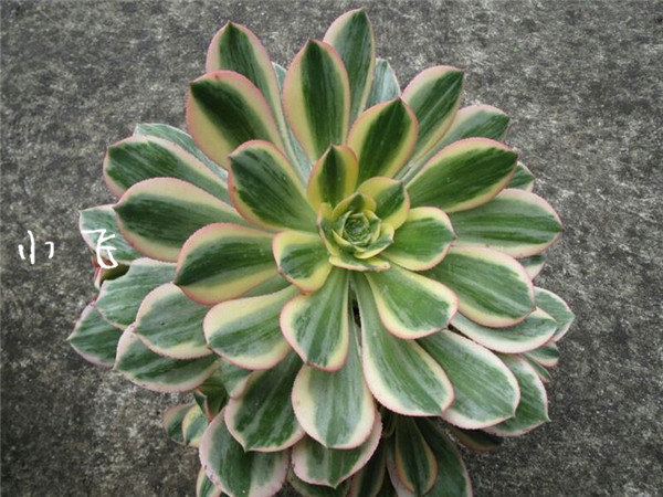 法师红覆轮锦（Aeonium Mardi Gras)的前世今生