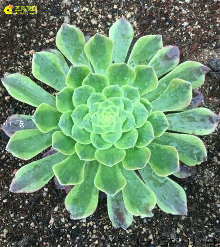 法师三仙之嘉年华(Aeonium Fiesta)