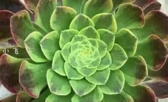 法师三仙之嘉年华的前世今生（Aeonium Fiesta）