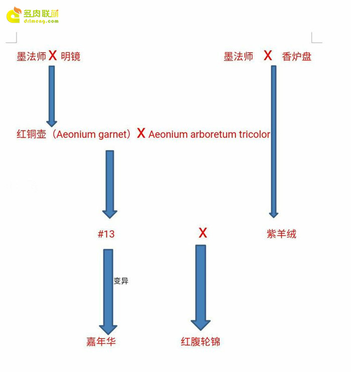 法师三仙之嘉年华(Aeonium Fiesta)